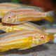 Melanochromis Auratus ALBINOS 5-6 cm                