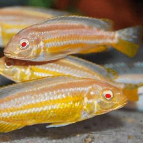 Melanochromis Auratus ALBINOS 5-6 cm lot de 2               