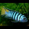 Chidongo elongatus Mpanga 4-5cm lot de 2