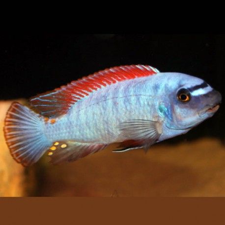 Labeotropheus Trewavasae 6-8cm lot de 2