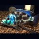 Nimbochromis livingstonii le couple 7-9 cm               