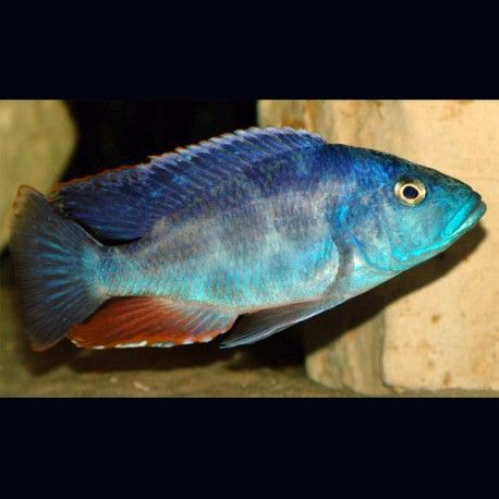 Haplochromis polistigma 9-11 cm