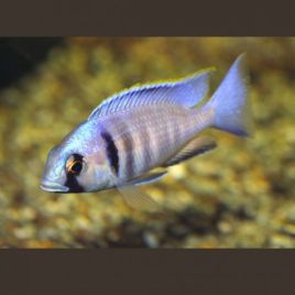 Placidochromis-Cyrtocara Electra 4-6cm lot de 2