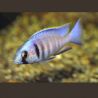 Placidochromis-Cyrtocara Electra 5-6cm lot de 2