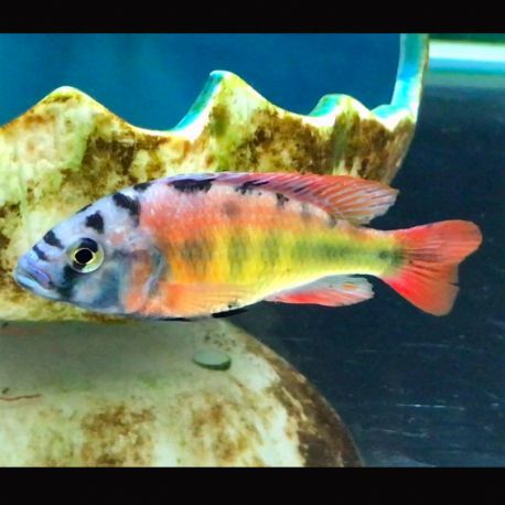 Haplochromis Species CH44 lot de 5