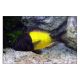 Tropheus Moorii Ikola 3-4 cm lot de 5 79,50 €