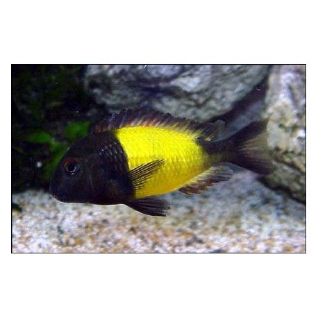 Tropheus Moorii Ikola 4-5 cm lot de 2