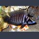 Altolamprologus calvus Black pearl 3-4cm lot de 2 27,50 €
