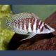 Altolamprologus calvus 3-4cm lot de 2               