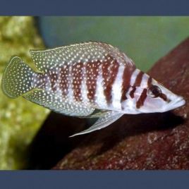 Altolamprologus calvus 3-4cm          12,50 €
