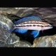 Julidochromis Dickfeldi 4-6cm lot de 5 39,50 €