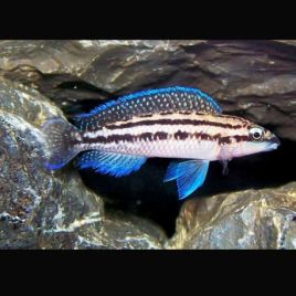 Julidochromis Dickfeldi 4-6cm lot de 2