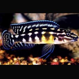 Julidochromis Marlieri 4-6cm lot de 5 39,50 €