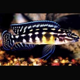 Julidochromis Marlieri 4-6cm lot de 5