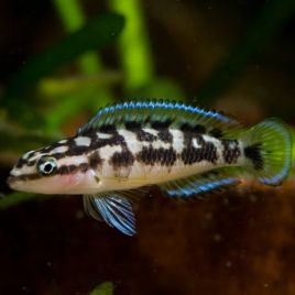 Julidochromis Transcriptus 5-6cm lot de 5