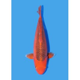 Koï Japon Aka Matsuba Nisai éleveur Ooya taille 45-50 cm 