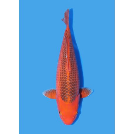 Koï Japon Aka Matsuba Nisai éleveur Ooya taille 45-50 cm 