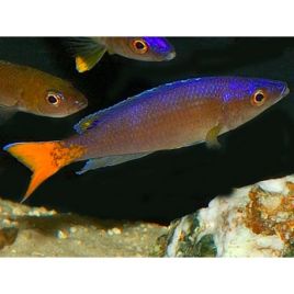 Cyprichromis Leptosoma 6-8 cm lot de 2
