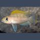 Neolamprologus Caudopunctatus Red Fin 3-4cm lot de 2 16,50 €