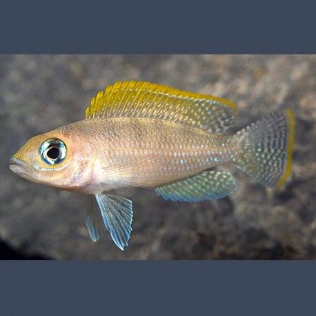 Neolamprologus Caudopunctatus Red Fin 3-4cm lot de 2