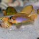 Lamprologus Ocellatus 2-3cm lot de 2 18,50 €