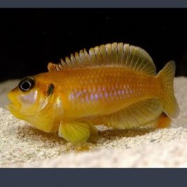 Lamprologus Ocellatus Orange 2-3cm lot de 2