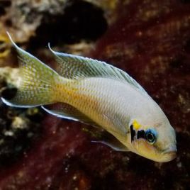 Lamprologus brichardi  lot de 5