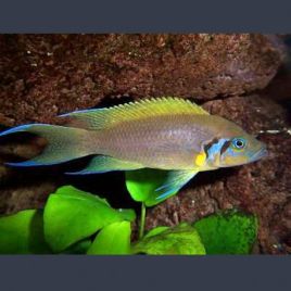 Lamprologus dafodil 4-5cm lot de 2             