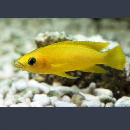 Lamprologus Leleupi 4-5cm lot de 5        37,50 €