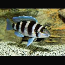 Neolamprologus tretocephalus 5-7cm lot de 2