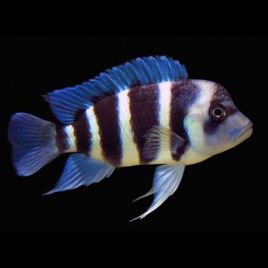 Cyphotilapia Frontosa burundi 4-6 cm lot de 2