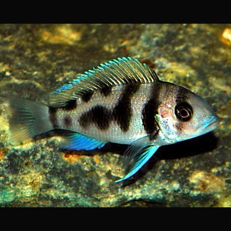 Cyphotilapia Frontosa Black widow 6-7cm