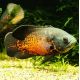 Astronotus Ocellatus rouge 7-8 Cm