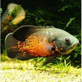 Astronotus Ocellatus rouge 5-6 Cm