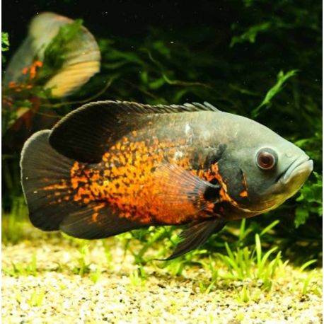 Astronotus Ocellatus rouge 7-8 Cm