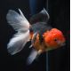 Oranda bicolor rouge et noir 7-8 cm 47,50 €
