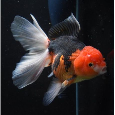 Oranda bicolor rouge et noir 7-8 cm 47,50 €