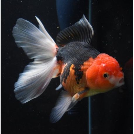 Oranda bicolor rouge et noir 10 cm