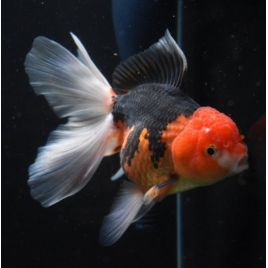 Oranda bicolor rouge et noir lot de 2 7-8 cm