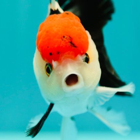 Oranda XXXL select Grade A 15 cm (blanc/noir) (Rouge/blanc/noir) coloris souhaité à préciser 127,50 €