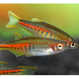 Danio Choprae 3,50 €