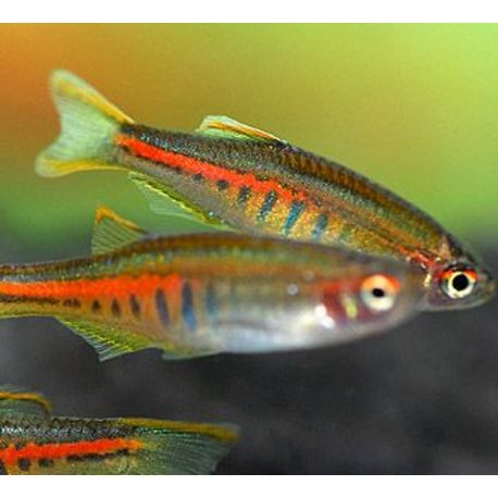 Danio Choprae 3,50 €