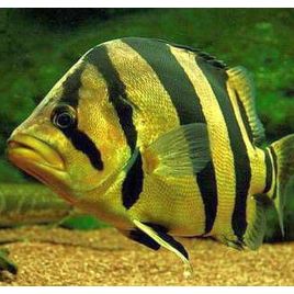 Datnoides microlepis 12-15 cm