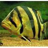 Datnoides microlepis 12-15 cm