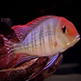 Geophagus red head - rio tapajos