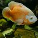 Astronotus Ocellatus Oscar rouges albino 5-6cm lot de 2