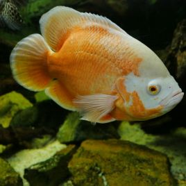 Astronotus Ocellatus Oscar rouges albino 5-6cm lot de 2