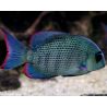 Paraetroplus menarambo 5-6 cm lot de 2