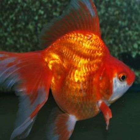 Fantail -Ryukin red 10 cm