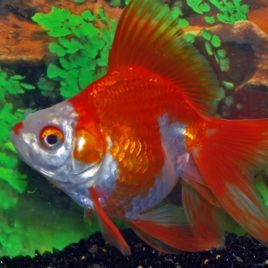 Fantail -Ryukin rouge et blanc 6-7 cm